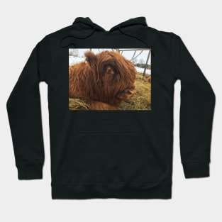 Scottish Highland Cattle Calf 1947 Hoodie